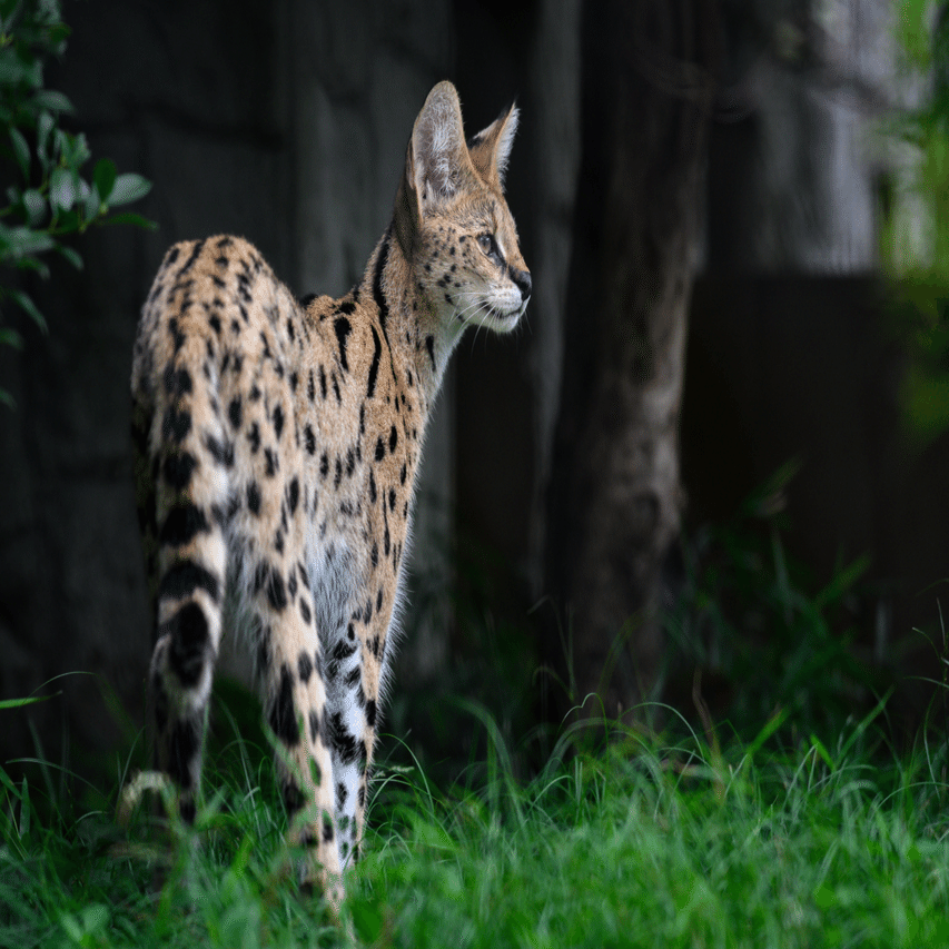 2025年7月5日 多摩動物公園 Z50II本格デビューの巻｜chawanのたわごと