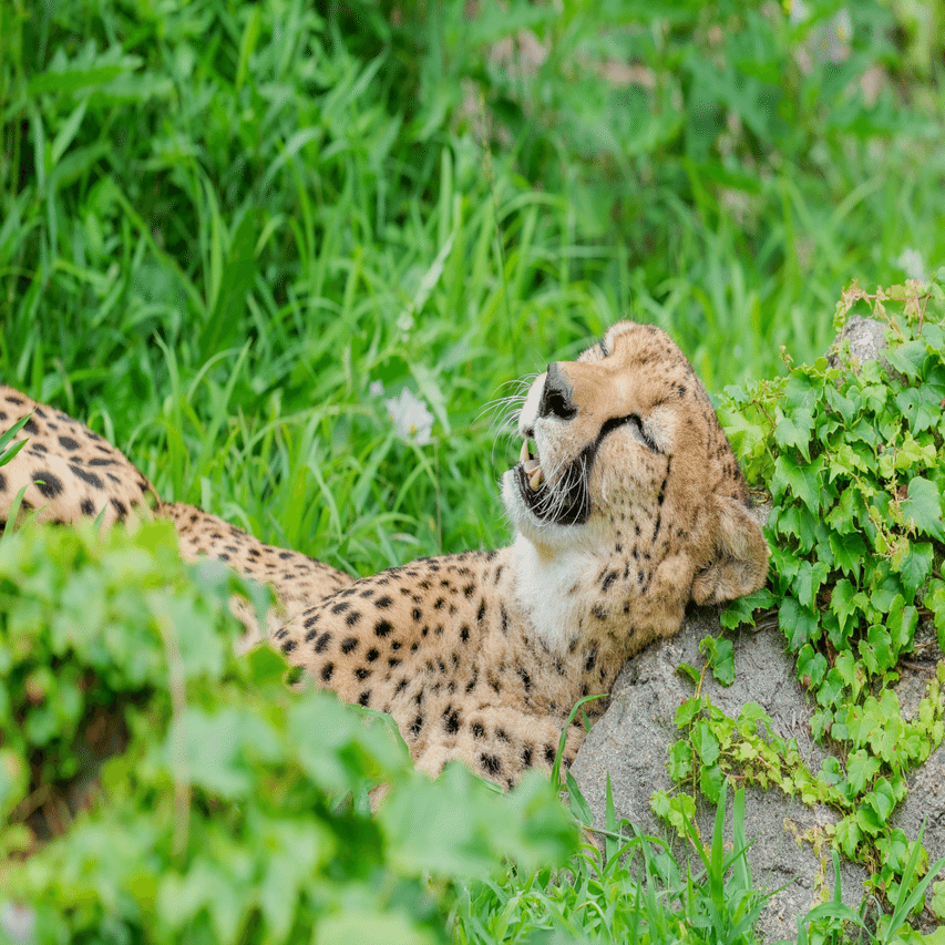 2025年7月5日 多摩動物公園 Z50II本格デビューの巻｜chawanのたわごと