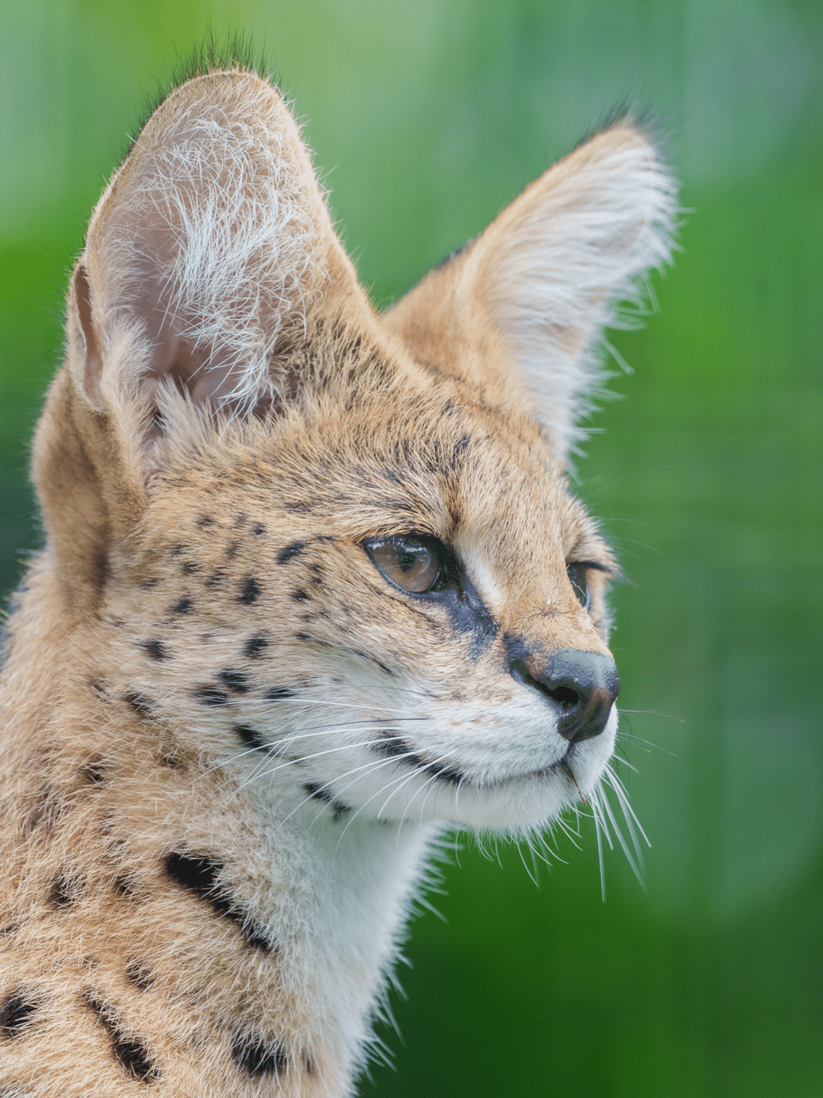 動物圖2 絶滅した奇妙な動物 2: 2 : Satoshi Kawasaki: Amazon.sg: Books