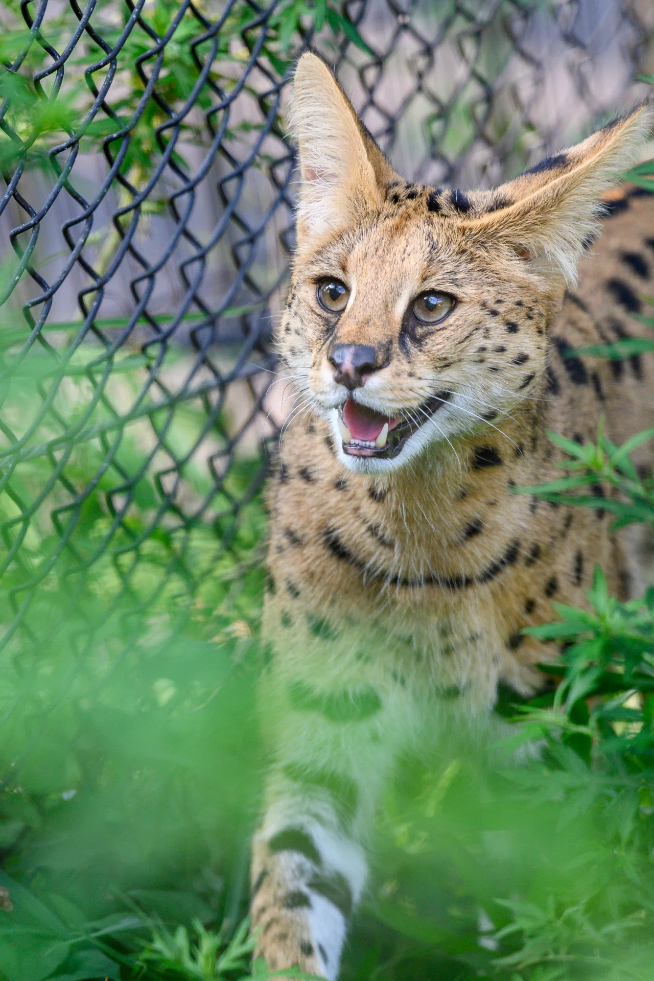 2025年7月5日 多摩動物公園 Z50II本格デビューの巻｜chawanのたわごと