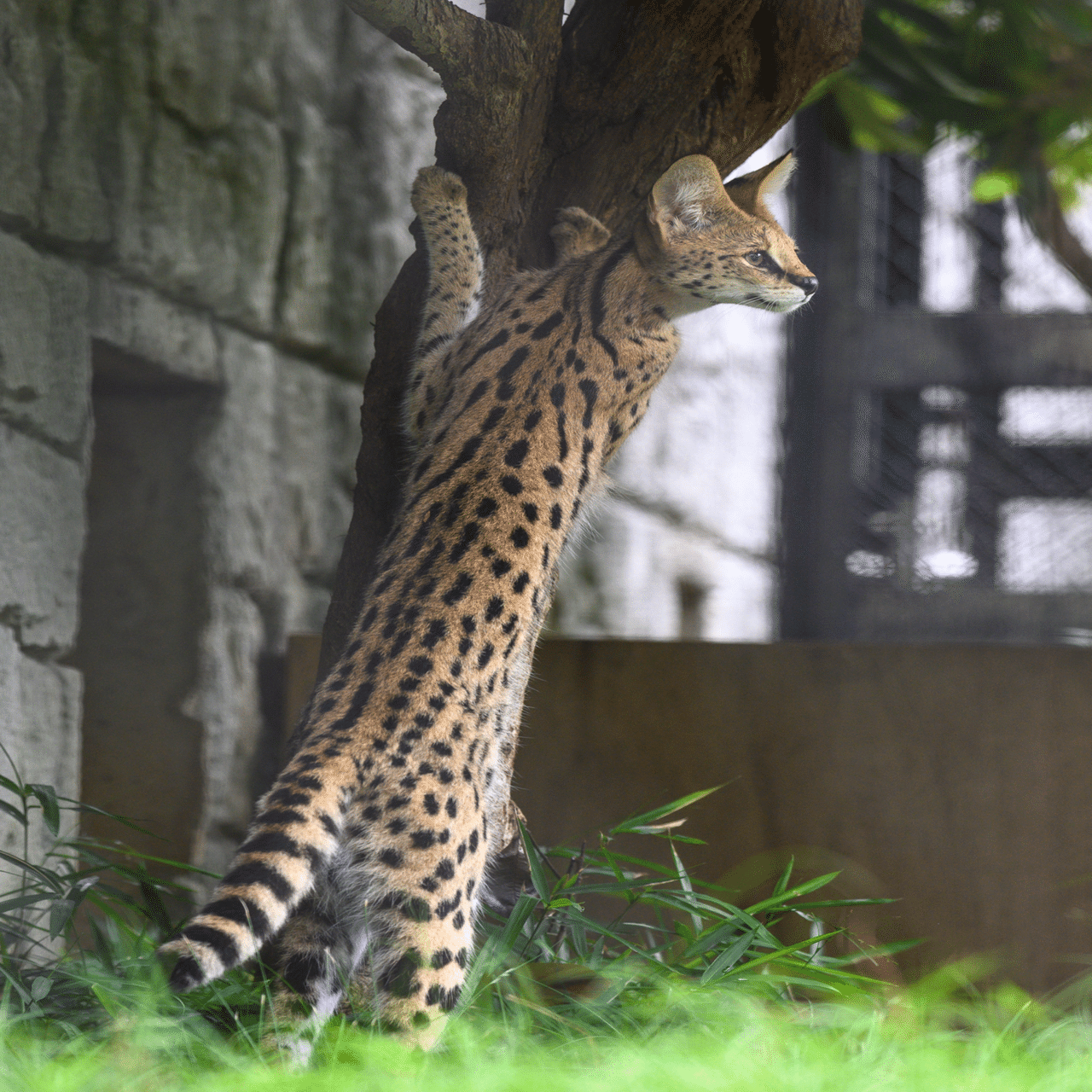 2025年7月5日 多摩動物公園 Z50II本格デビューの巻｜chawanのたわごと