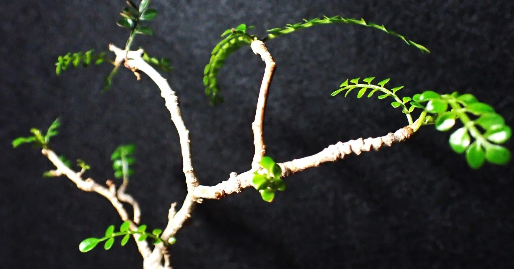 オペルクリカリアを知る｜pseudobotanistoides