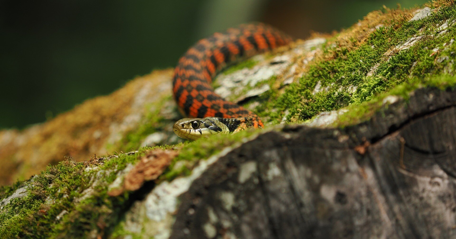 那智山一筆蛇 那智山一筆蛇 - メルカリ