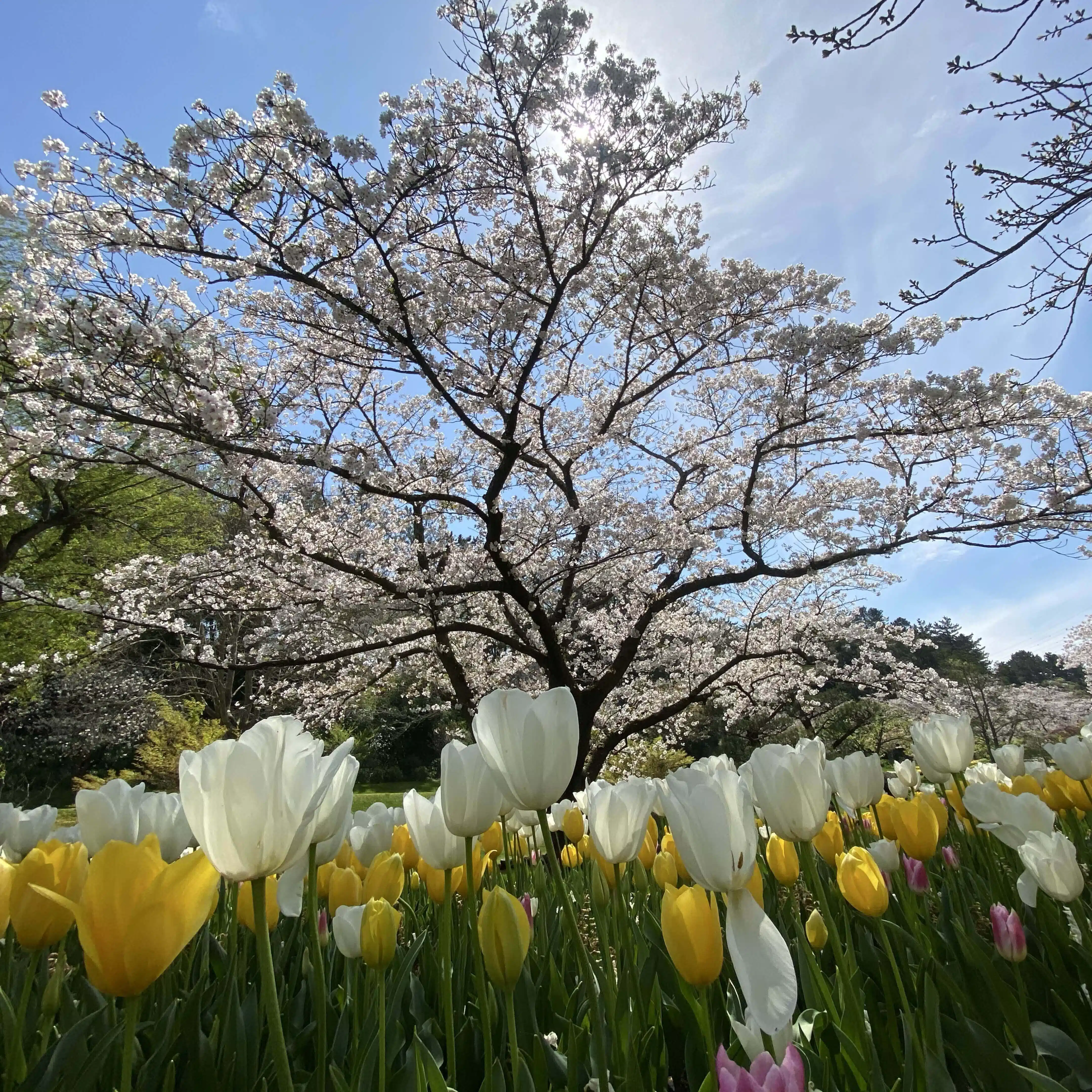 ハナハナ