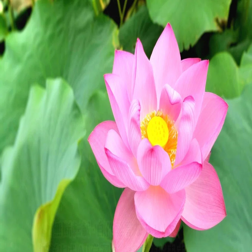 くろうさ堂：上野・不忍池の満開の蓮の花.｜RON-CHO