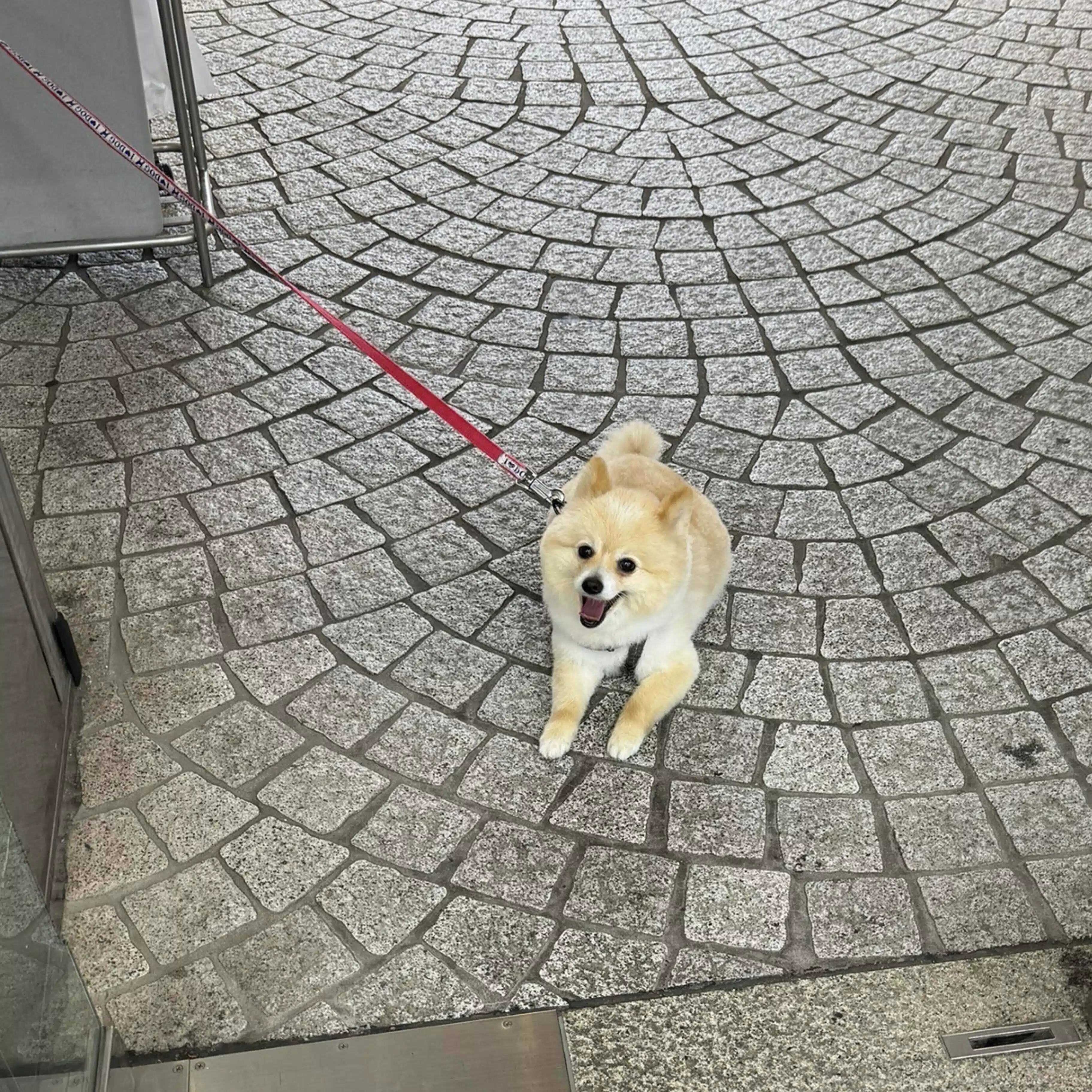 犬かもしれない