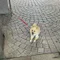 犬かもしれない