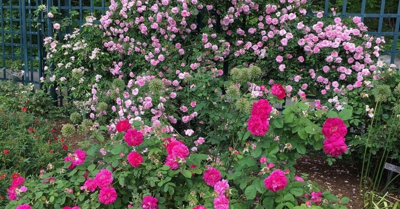 １ 植物の名前は アメリカ風の表記の仕方で行こうと思います Yukibean Yuki Bee Note