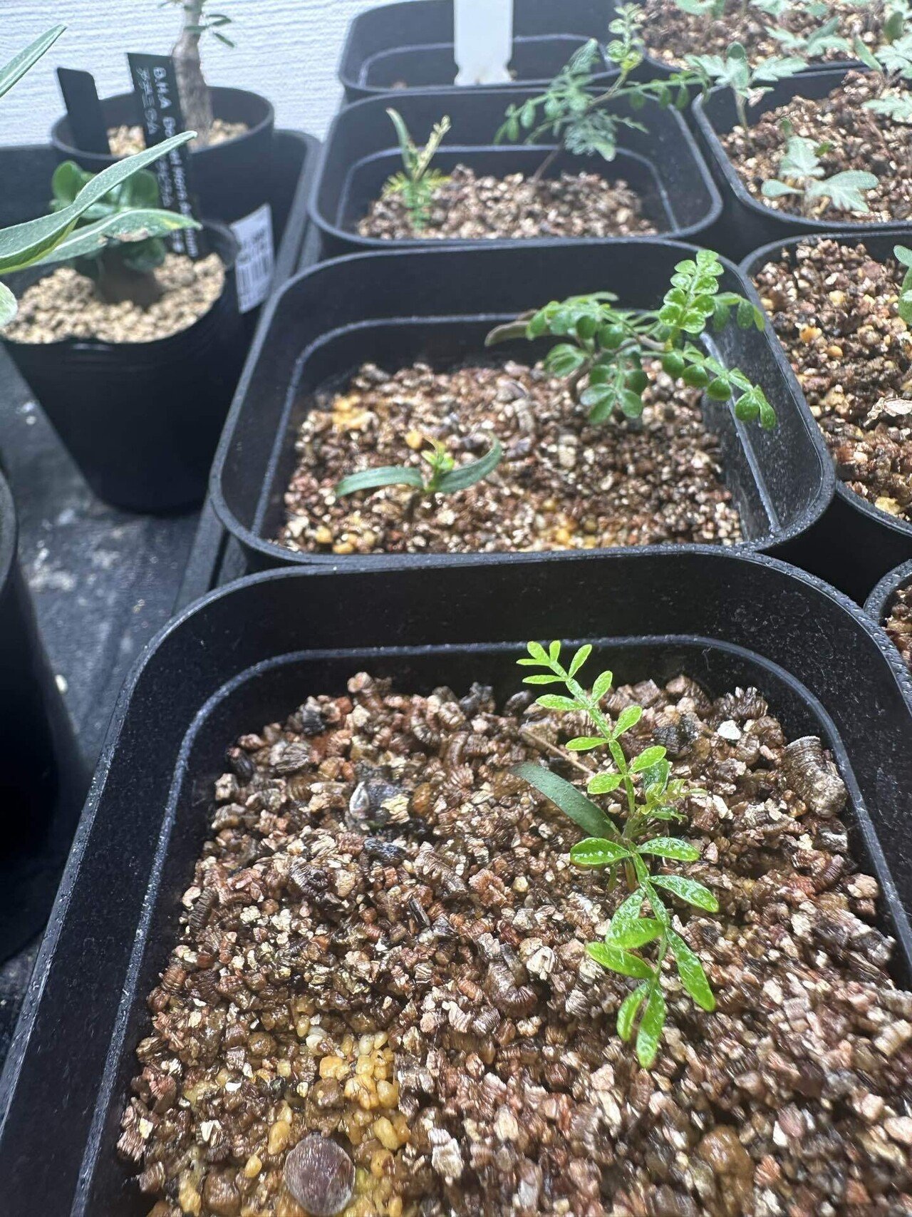 ミ6397 「実生株」オペルクリカリア パキプス 2年株【種から発芽！・発