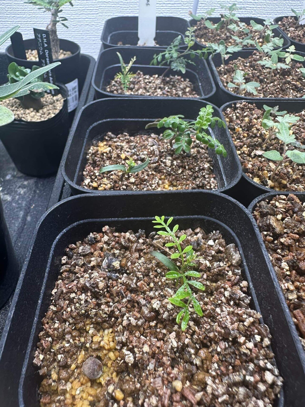 キ631 「実生株」オペルクリカリア　パキプス　２年株【種から発芽！・発根株・Operculicarya pachypus・塊根植物】 枯れたと思ったオペルクリカリア・パキプスの実生株から新芽が