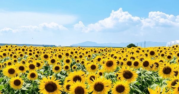自問78 農のある国へ__第2回 暮らしから遠ざけられた農業の