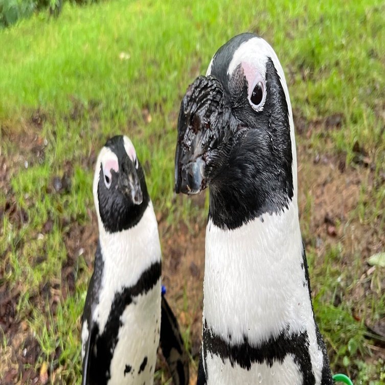 水辺のNo. 1を探せ！｜那須どうぶつ王国公式note