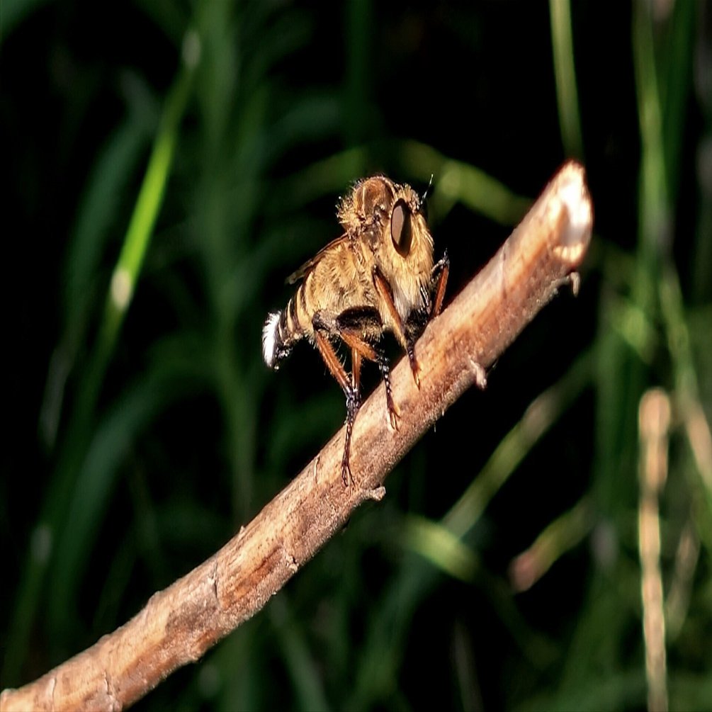 虫を愛でる日々 シオヤアブ｜annon