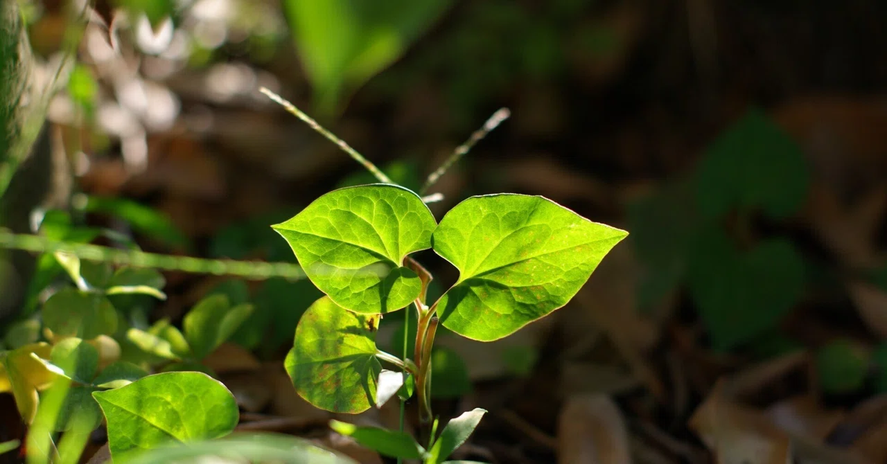 お散歩写真記 ＃16｜tomitomi_otomi