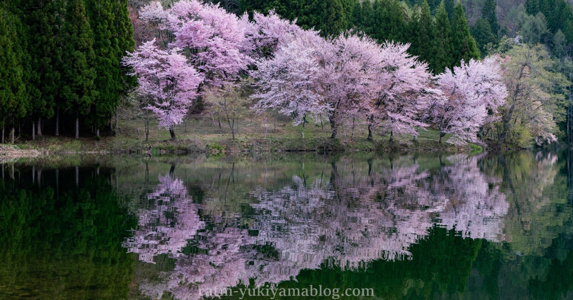湖面に映る桜が美しい中綱湖｜Nikon Zfで撮る絶景スポット【長野・大町