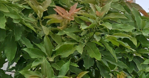 アボカドの品種個性｜河内農園