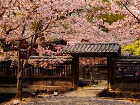 京都桜ガイド 大覚寺編 リアル絵tシャツ屋さん Note