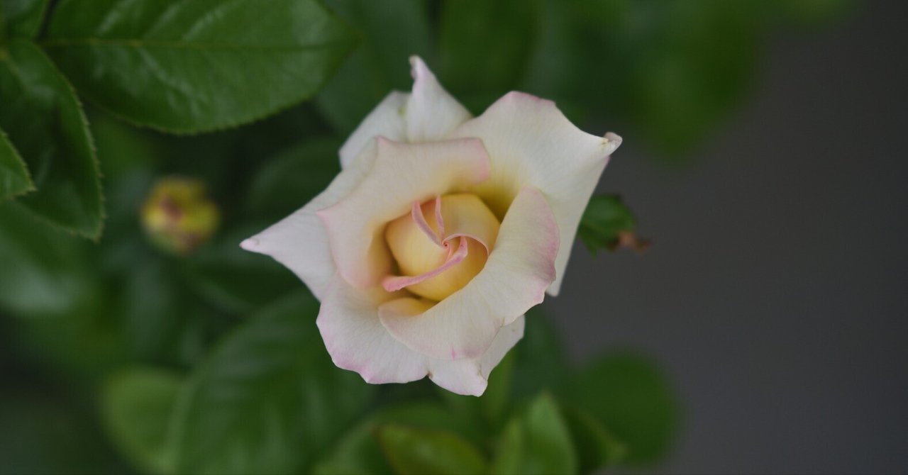 朝比野文雄　10号薔薇 朝雲 ｜バラ苗の通販の篠宮バラ園