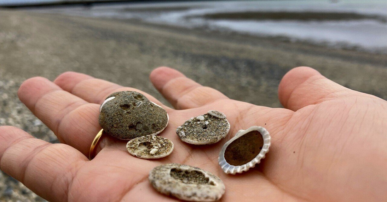 化石　貝 貝の化石 Fossil Shell - greenfloat