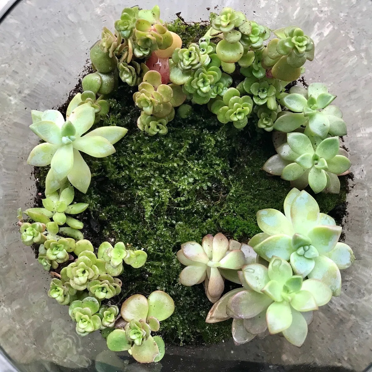 多肉植物 花サボテン 雪の娘 ② しつこ
