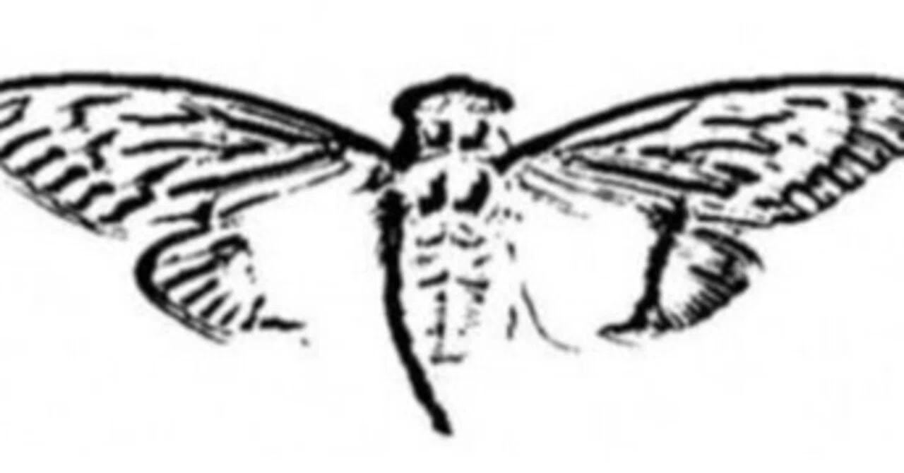 解説記事_Cicada3301｜ねりもの。