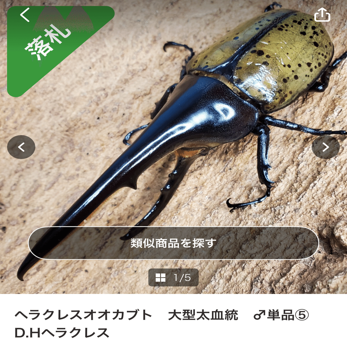 ぷてらす　ヘルクレスオオカブト 他 ヘラクレスオオカブト 最 安値 で