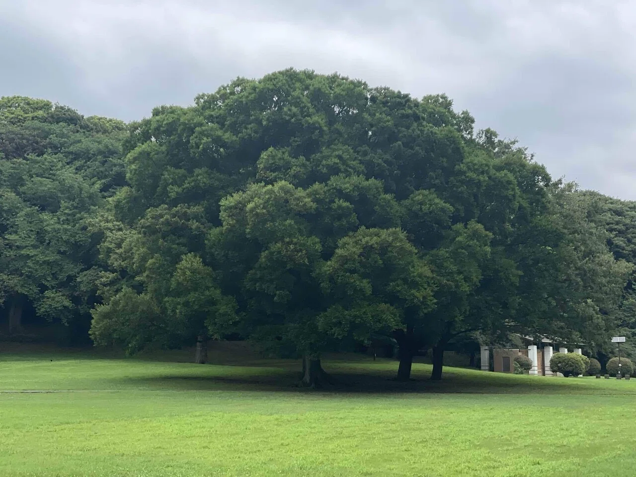 世田谷名木百選#砧2 砧公園のエノキ｜tsuchigami