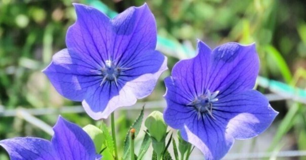 大円草（風炉）裏千家茶道｜数寄でやってます