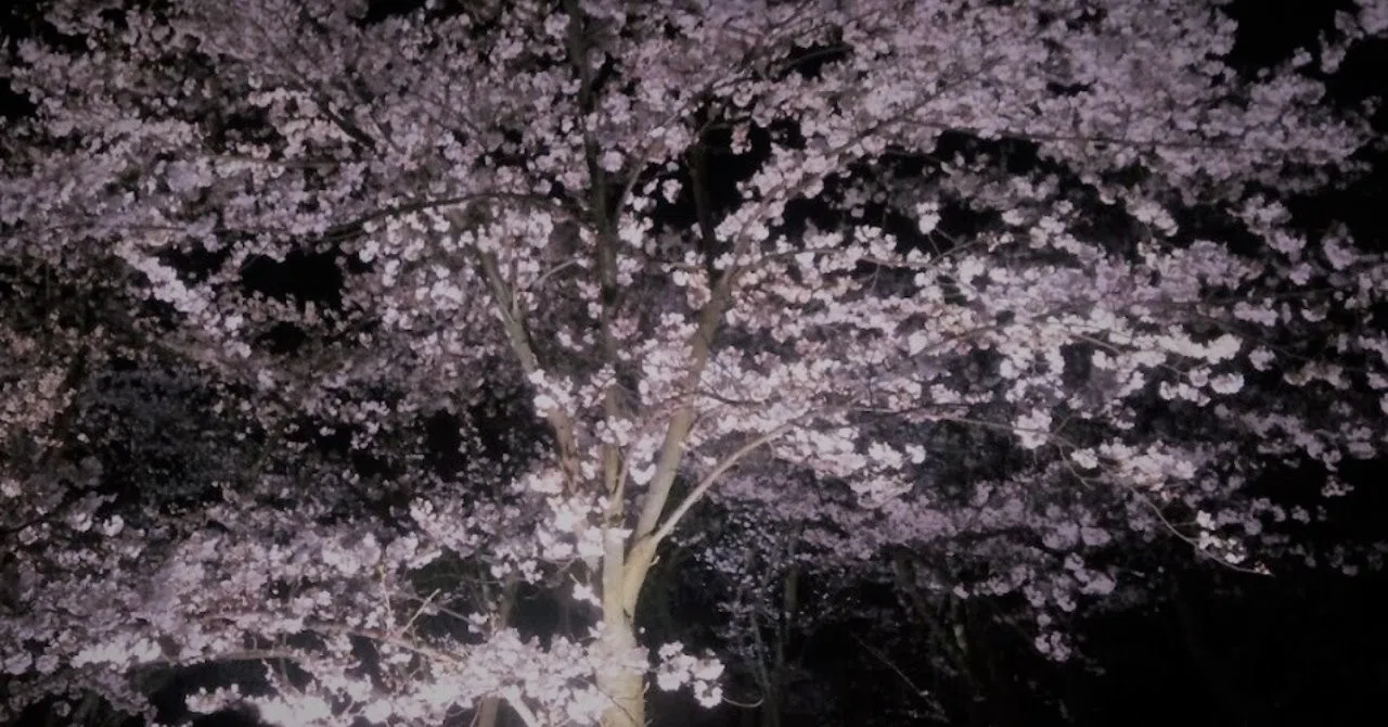 春の夜長 See May Jack Note 春の夜長 See May Jack Note