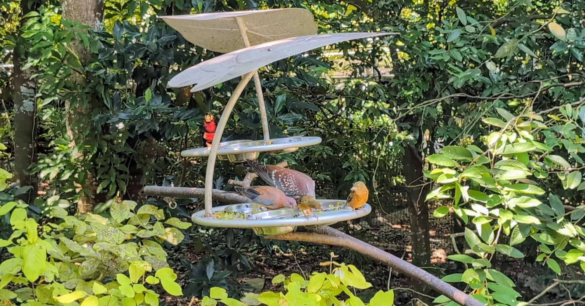 シンガポール旅行④バードパラダイスで距離感のバグった鳥たちを激写｜小林