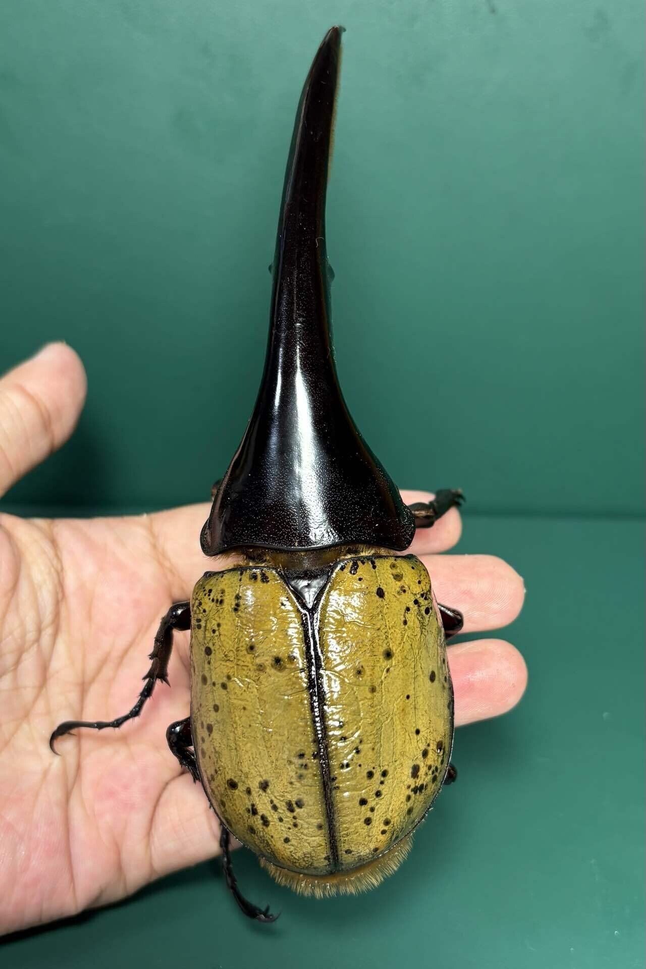 ヘラクレスがきた！！｜やま