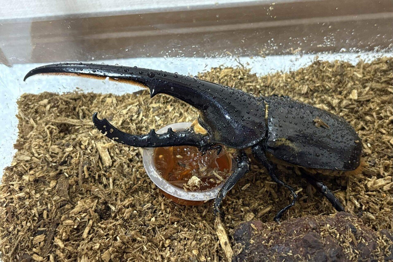 ぷてらす　ヘルクレスオオカブト 他 The destructive power of the Hercules beetle's horns is insane