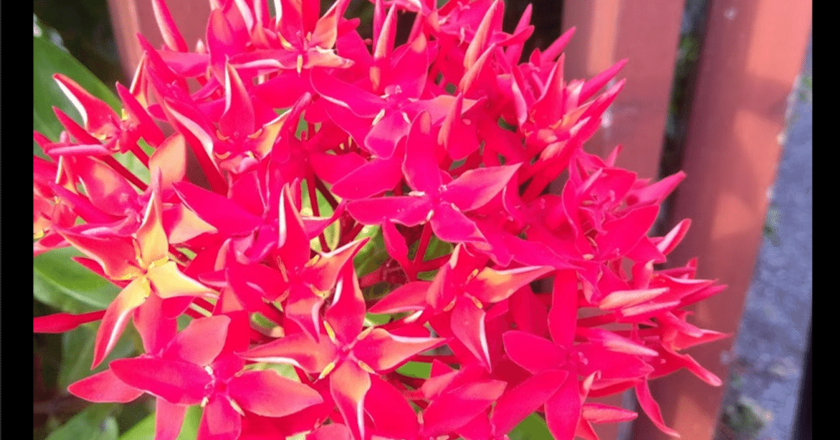 ✨✨✨サンダンカ【涼盆栽◎美らさん】検/花物/三段花 サンダンカ 三段花の写真素材 - PIXTA