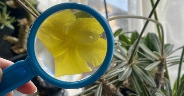 (未使用･未開封品)NHKスペシャル 足元の小宇宙 ~生命を見つめる植物写真家~ [Blu-ray] NHKスペシャル 足元の小宇宙 ～生命を見つめる植物写真家