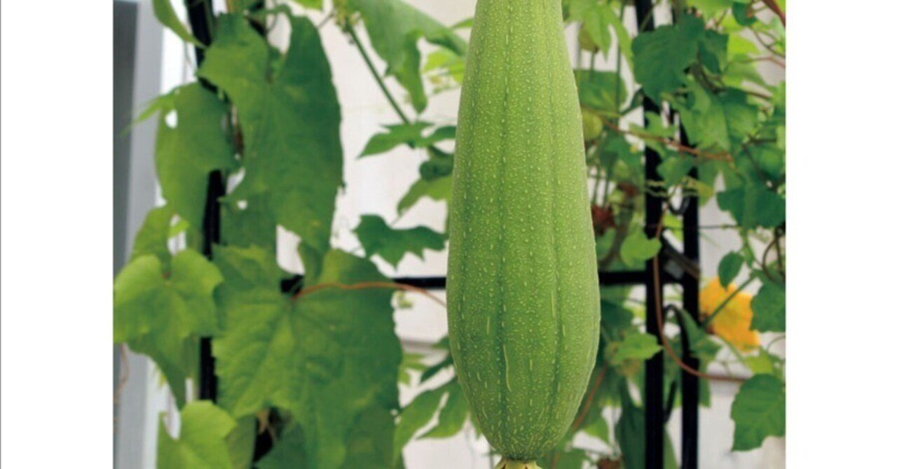 【SD】パドレス2025年シーズン前半戦総括とランディ・バスケスの謎とPetco Park Hittingとかについて|つかみ男