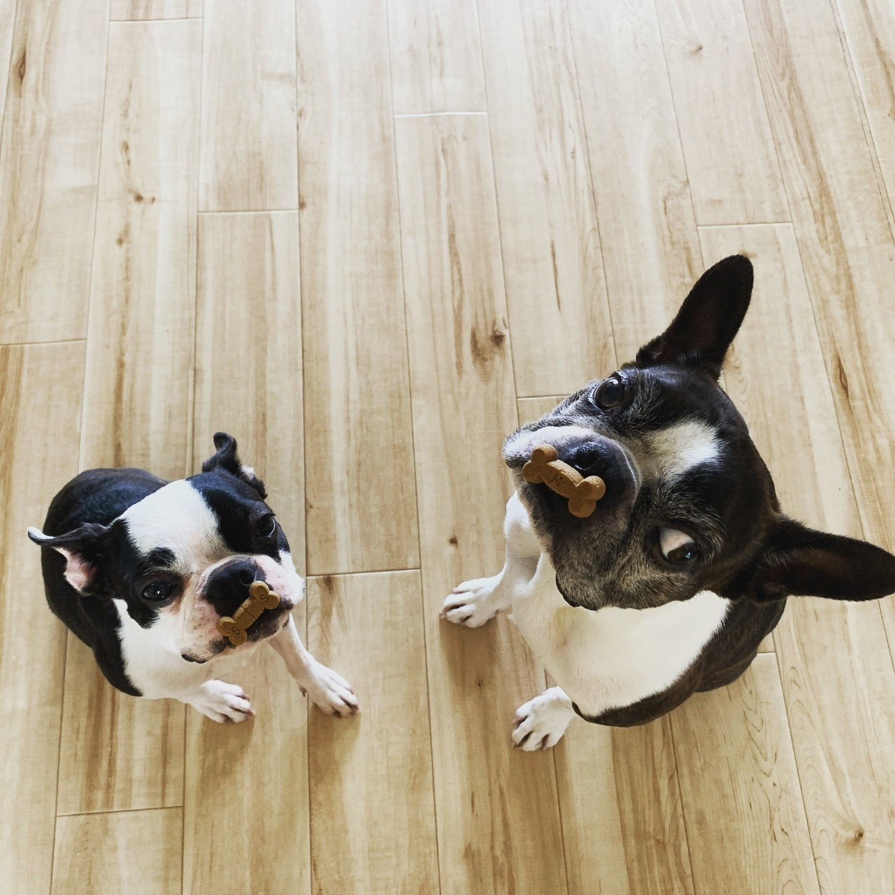 ボストンテリアって面白いよ いわたけいこ らっぱと作編曲家 Note