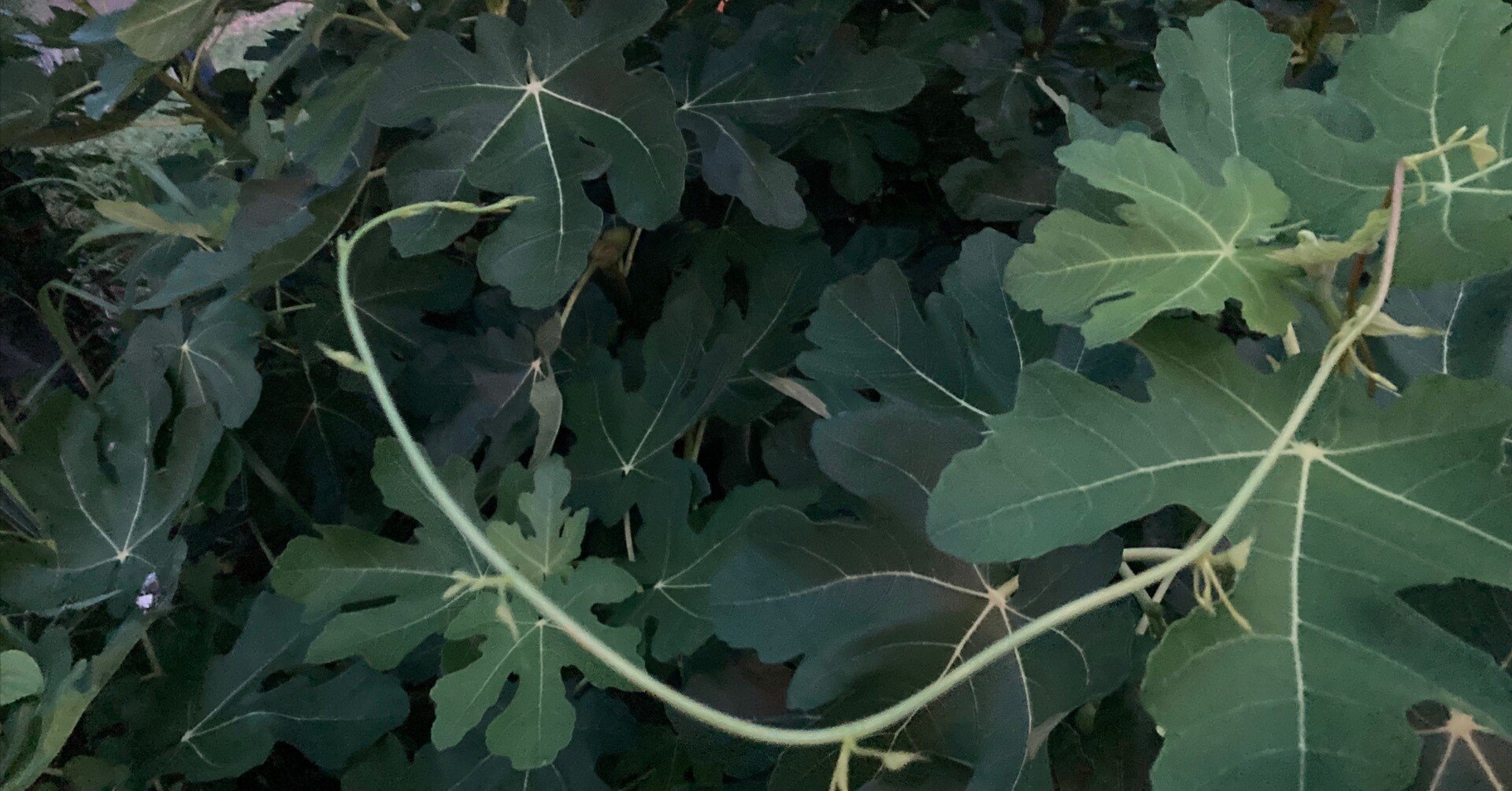 性の表徴　無花果 宮菜園-無花果