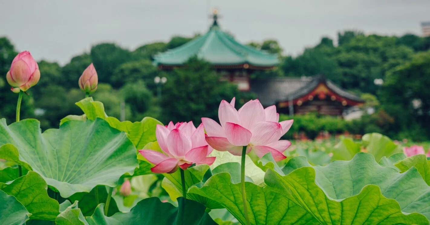 写真作例】上野・不忍池の蓮を撮ってみよう。｜横田 裕市/写真家×編集者