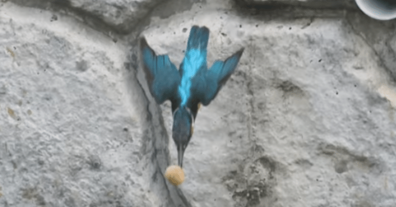 卵の殻だし！空堀川上流域のカワセミ