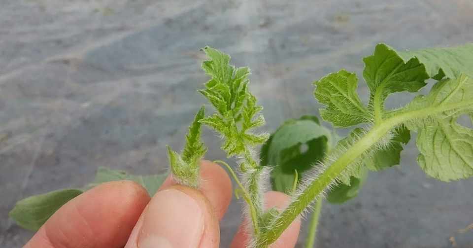 スイカの摘芯 定植後7 10日頃 オオハラケイ 新規就農研修中 Note