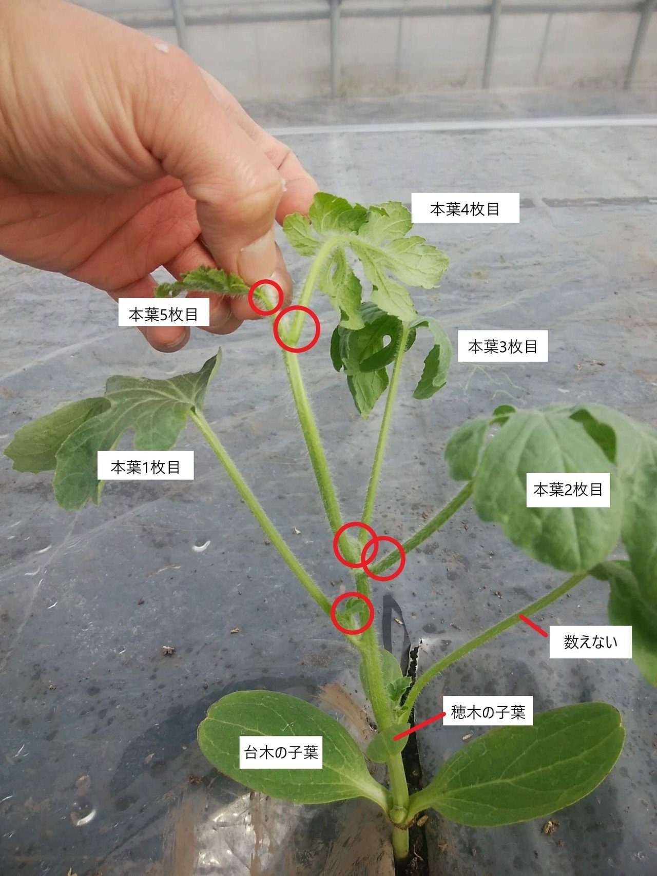 スイカの摘芯 定植後7 10日頃 オオハラケイ 鳥取で新規就農 Note スイカの摘芯 定植後7 10日頃 オオハラケイ 鳥取で新規就農 Note