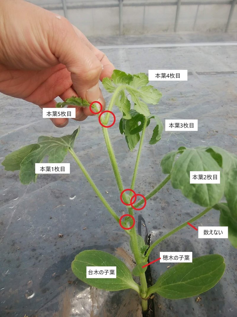 スイカの摘芯 定植後7 10日頃 オオハラケイ 新規就農研修中 Note