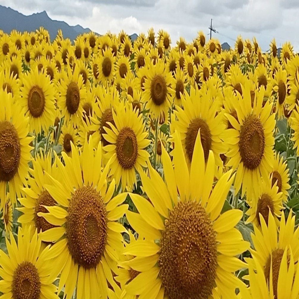 絵手紙】ひまわりの季節がやってきた!私のひまわり宣言｜おっぺけ友子