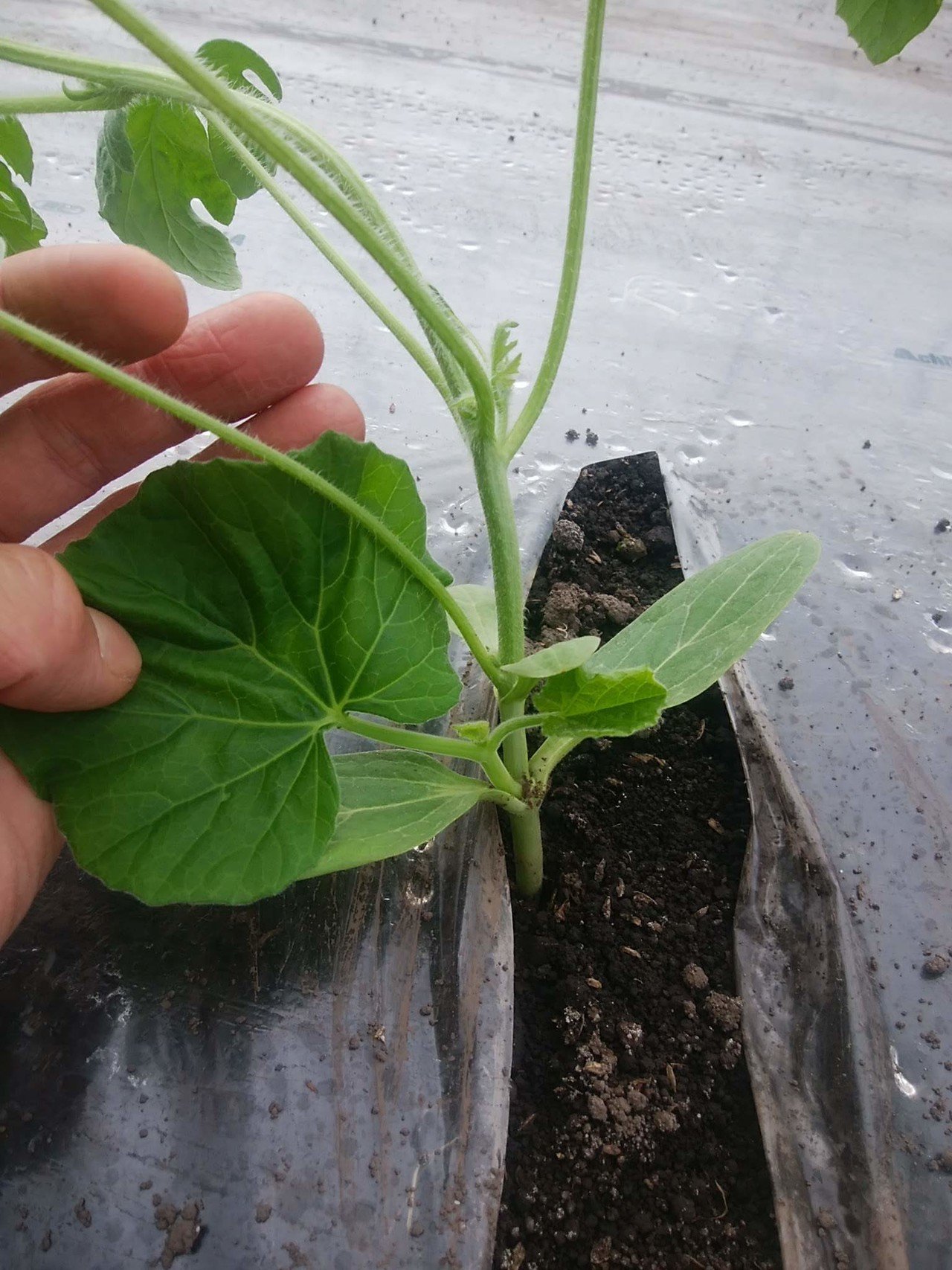 スイカの摘芯 定植後7 10日頃 オオハラケイ 鳥取で新規就農 Note スイカの摘芯 定植後7 10日頃 オオハラケイ 鳥取で新規就農 Note