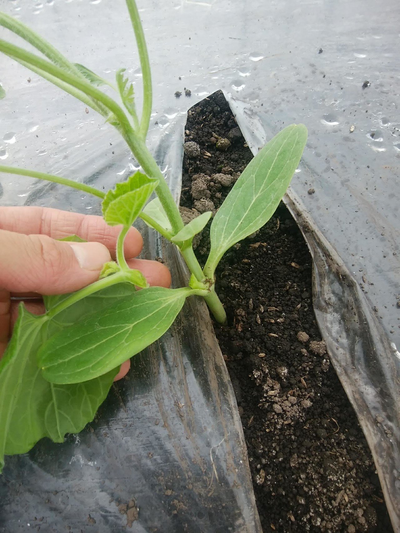 スイカの摘芯 定植後7 10日頃 オオハラケイ 鳥取で新規就農 Note スイカの摘芯 定植後7 10日頃 オオハラケイ 鳥取で新規就農 Note