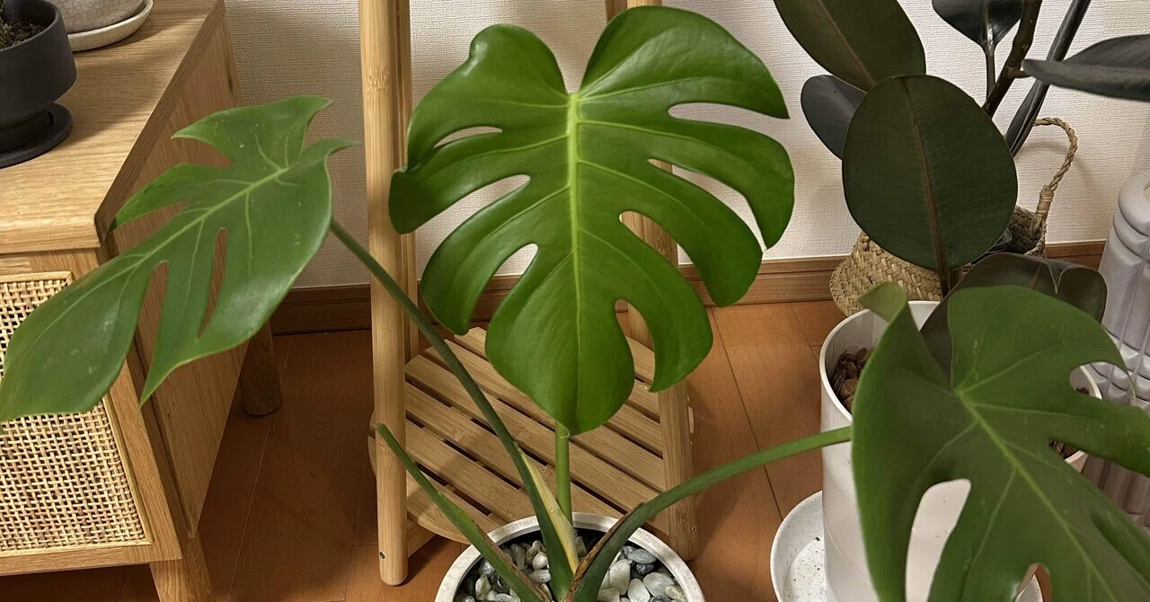 モンステラ200粒実生チャレンジ！デリシオーサ＆タウエリーの実生記録 