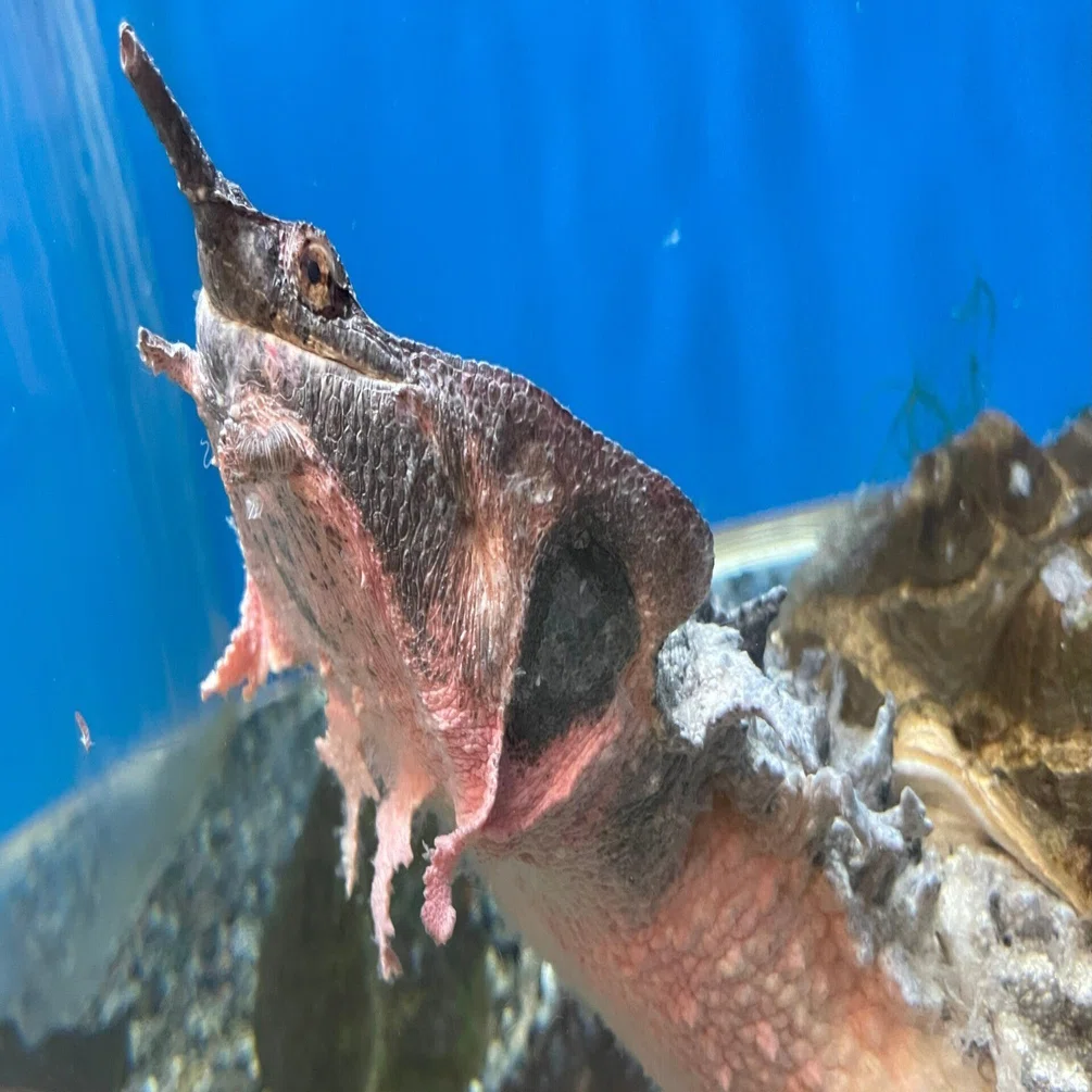 マタマタ《展示動物解説》｜桂浜水族館 公式