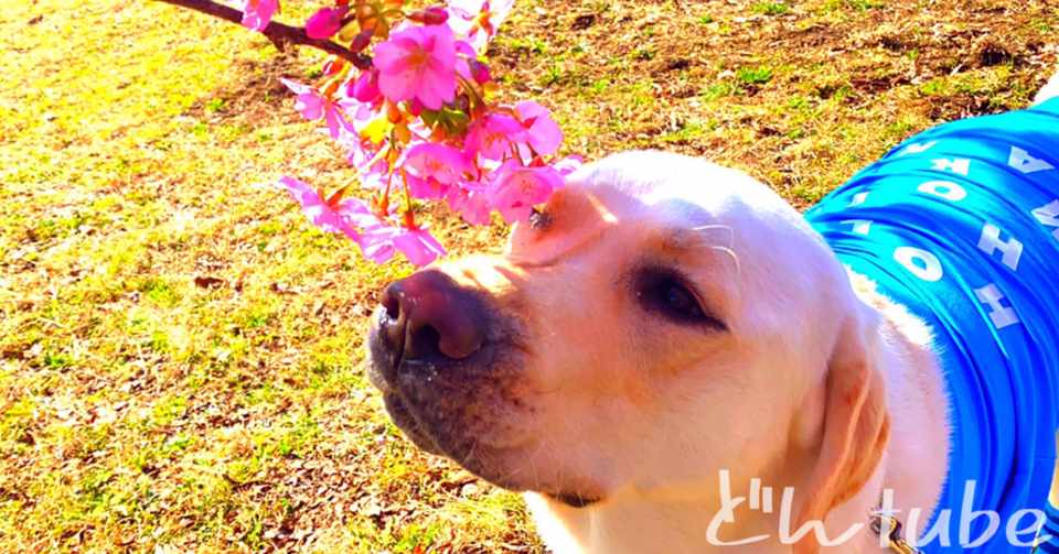河津桜が満開になりました 桜と犬と どんtube ラブラドールレトリバー Note