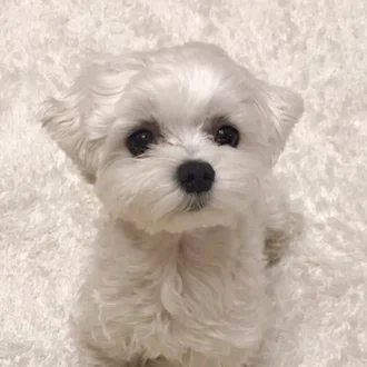 maltese_tiffany