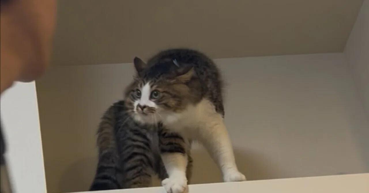 旦那、すれ違い様にやんのかされてた」猫から理不尽に警告を受ける姿が